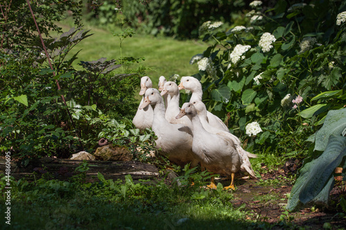 A flock of mulard ducks graze in the garden. photo