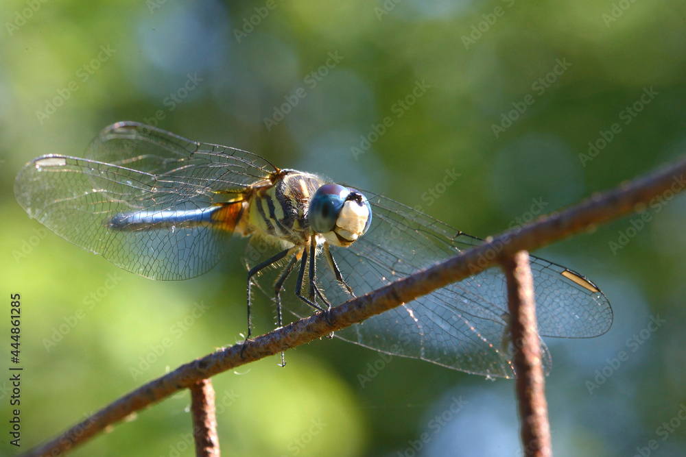 close up of a dragonfly close up of a dragonfly