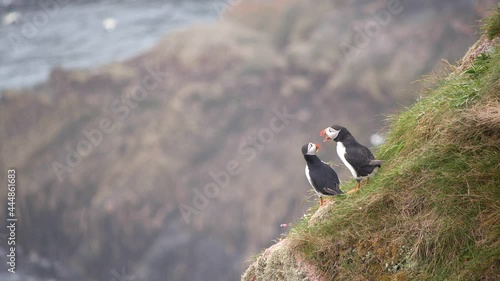 Two puffins greeting each other on the cliffs at Bullers of Buchan photo