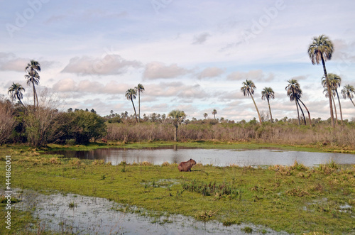 Carpincho en el Parque Nacional El Palmar en Entre Ríos, Argentina. 