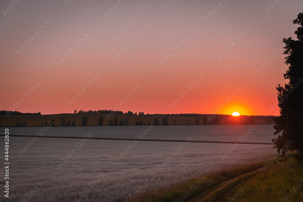 Red sunset and whitish field with wheat and oats.