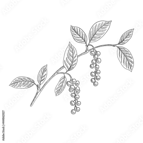 vector drawing branch of bird cherry tree with berries and leaves, hand drawn vintage illustration