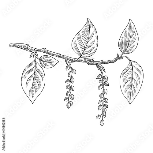 Fényképezés vector drawing branch of poplar tree with leaves and seeds, hand drawn vintage i