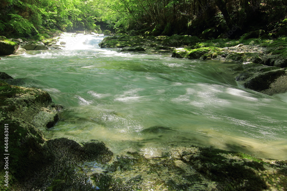 Obraz premium 初夏の川