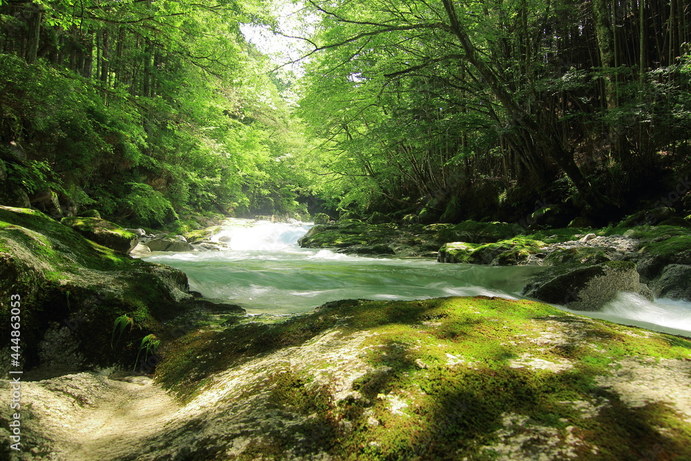 Obraz premium 初夏の川