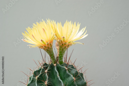 A cactus and yellow flower in a pot with nature bokeh background. Echinofossulocactus Phyllacanthus Lawr. in Loudon. photo