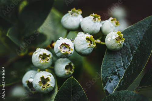 A branch of unripe blueberries after the rain.