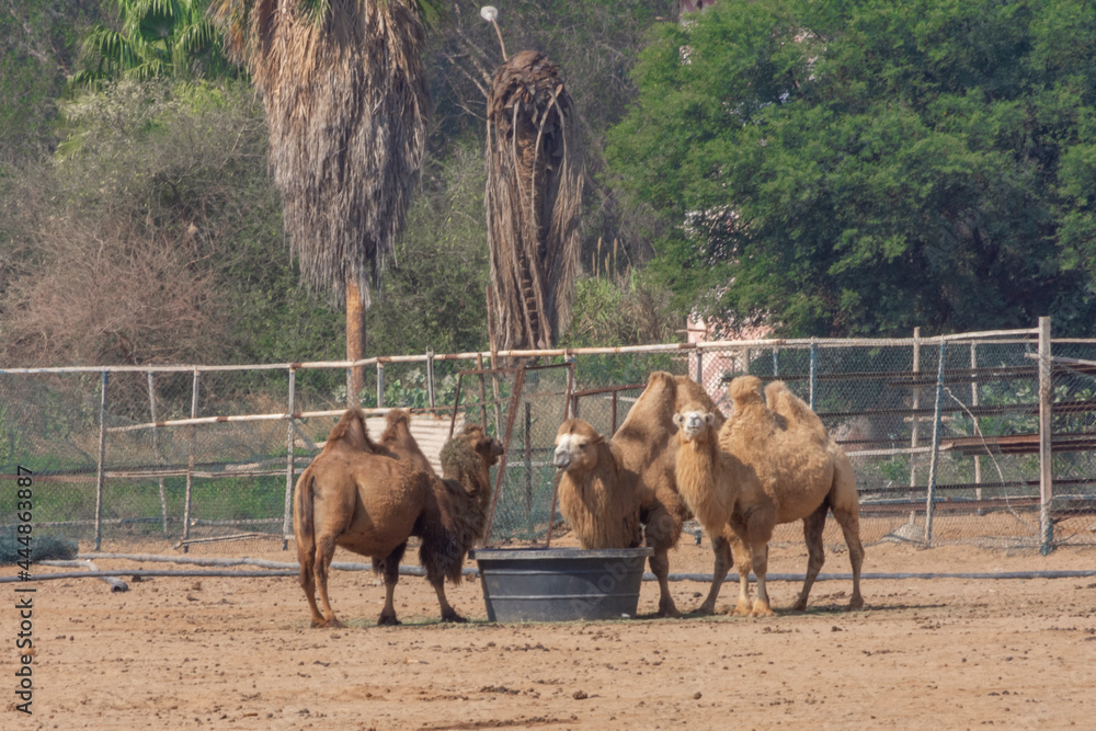 Naklejka premium Bactrian camel