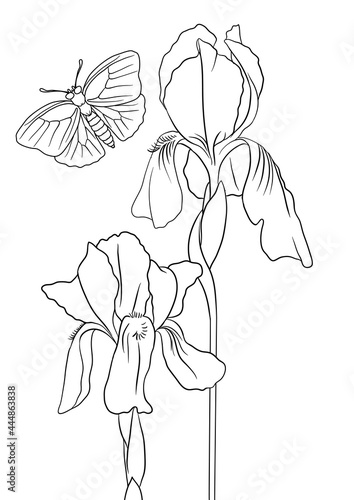 vector drawing natural background with flowers of iris and butterfly, hand drawn illustration, template for coloring pages
