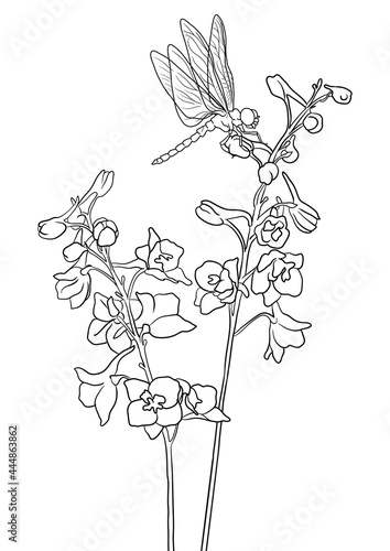 vector drawing natural background with flowers of larkspur and dragonfly, hand drawn illustration, template for coloring pages
