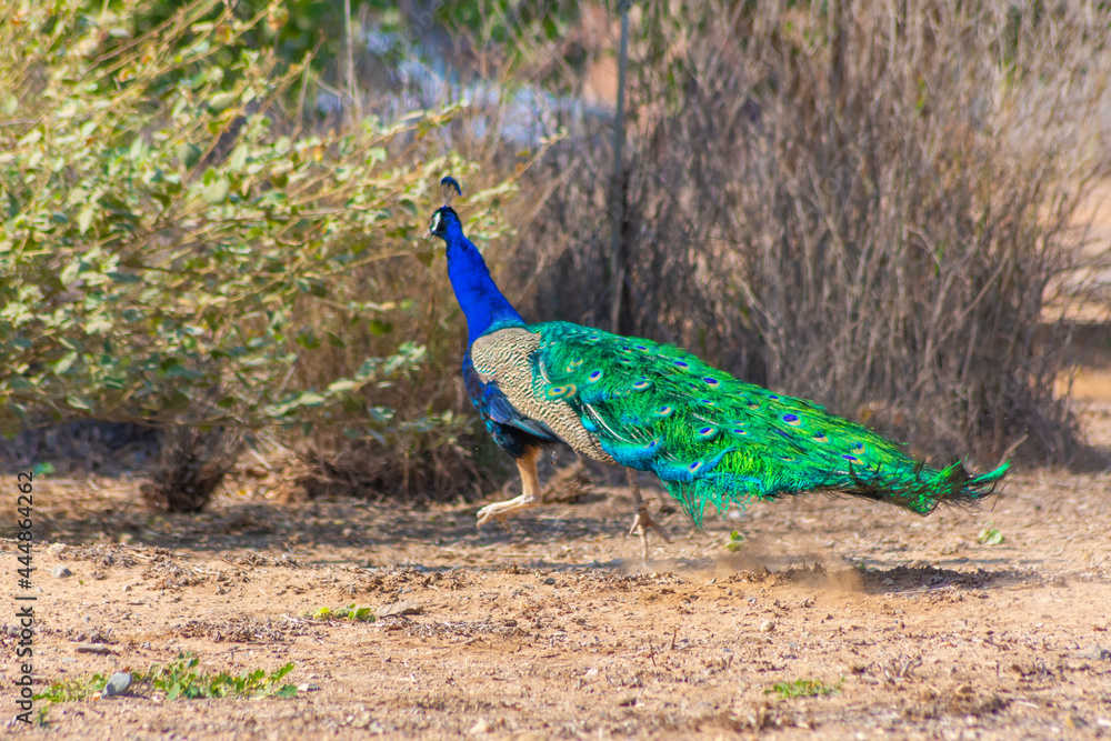 Obraz premium peacock