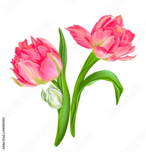 drawing pink tulip flowers  spring bouquet  hand drawn illustration