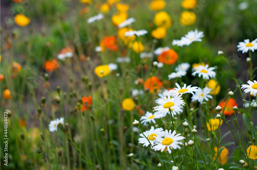 garden flowers and daisies