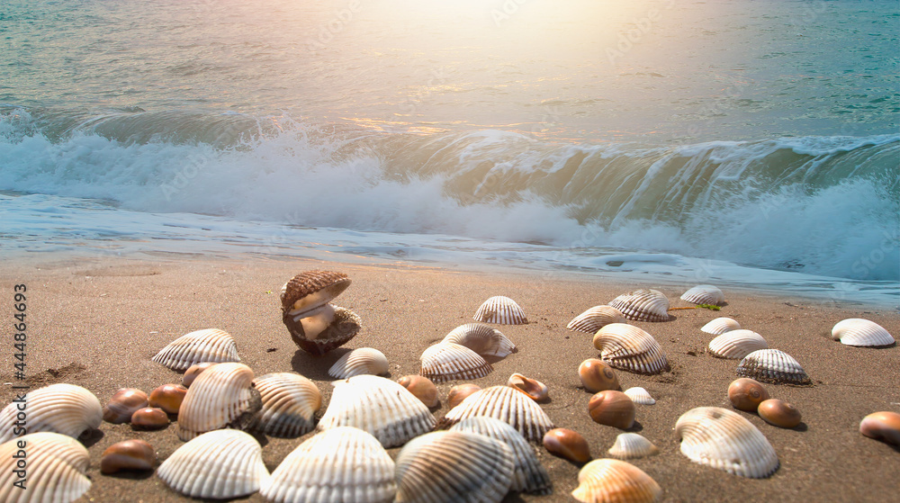 Sandy beach with many shells in the sand. Sunset with golden highlights. Sandy beach with many shells in the sand. Sunset with golden highlights.