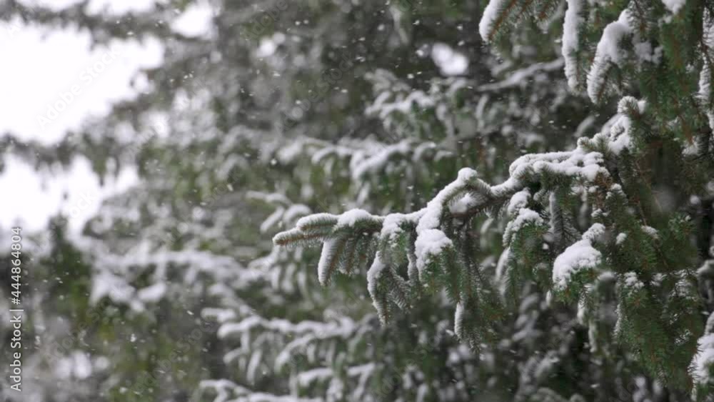 Windy Snow Storm with Large Flakes landing on an Evergreen Tree Windy Snow Storm with Large Flakes landing on an Evergreen Tree