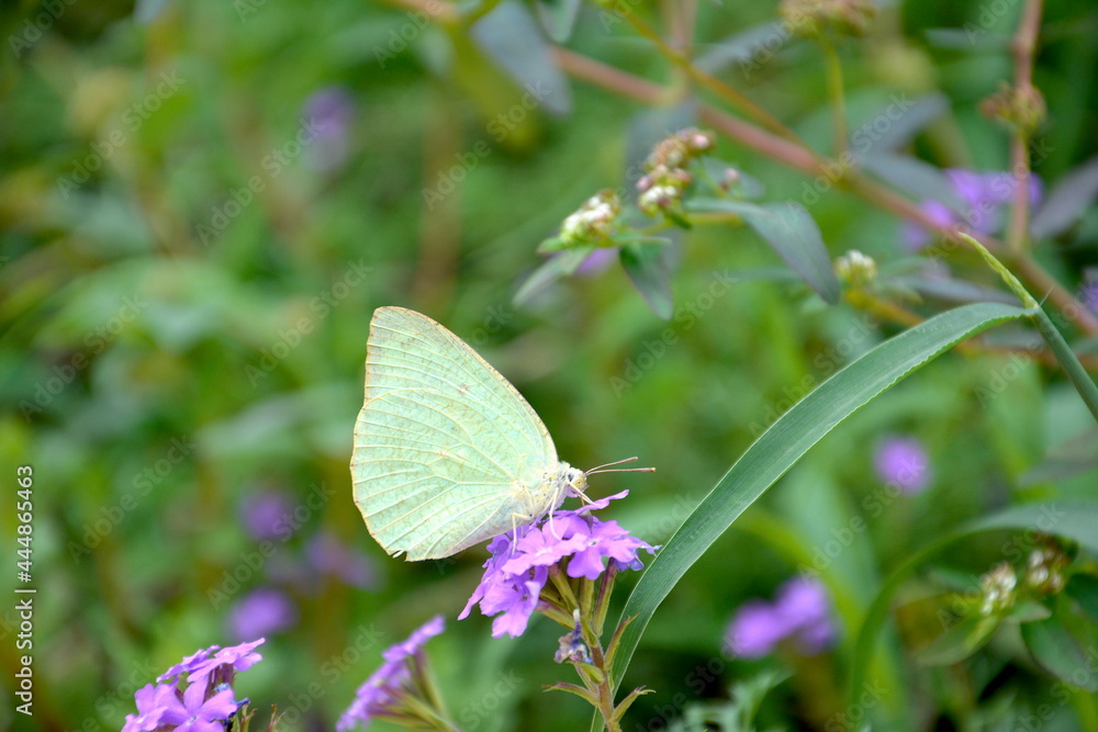 light green butterfly on a purple flower in khandala light green butterfly on a purple flower in khandala