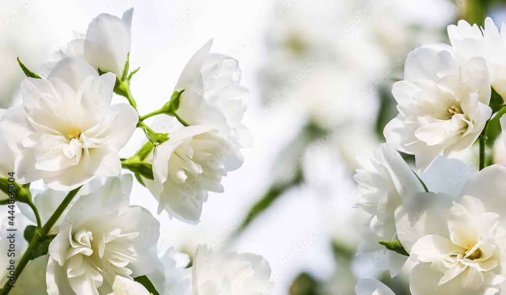 Soft focus, abstract floral background, White terry Jasmine flower petals. Macro flowers backdrop for holiday brand design Soft focus, abstract floral background, White terry Jasmine flower petals. Macro flowers backdrop for holiday brand design
