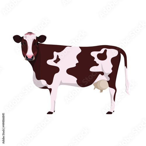 A cow with brown spots on a white background. Farm animals.