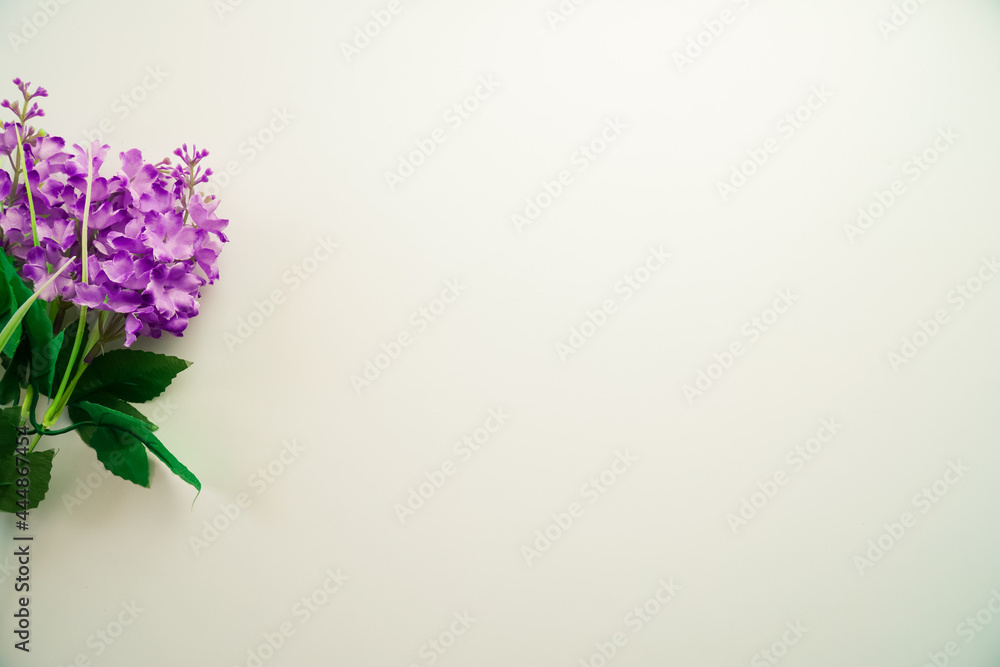 Minimalist Beautiful Flower On White Background using For Background Minimalist Beautiful Flower On White Background using For Background