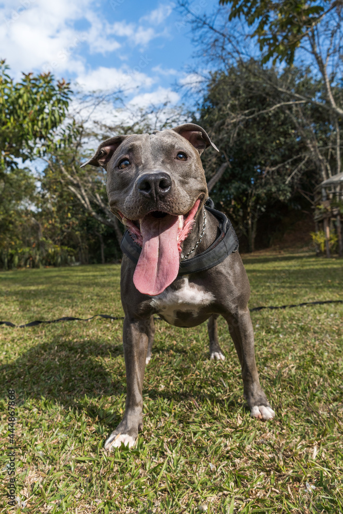 Pit bull dog playing in an open field at sunset. Pitbull blue nose in sunny day with green grass and beautiful view in the background. Selective focus. Pit bull dog playing in an open field at sunset. Pitbull blue nose in sunny day with green grass and beautiful view in the background. Selective focus.