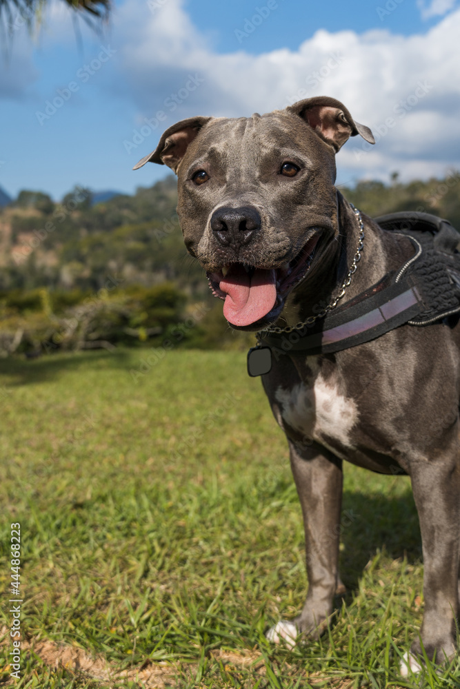 Pit bull dog playing in an open field at sunset. Pitbull blue nose in sunny day with green grass and beautiful view in the background. Selective focus. Pit bull dog playing in an open field at sunset. Pitbull blue nose in sunny day with green grass and beautiful view in the background. Selective focus.