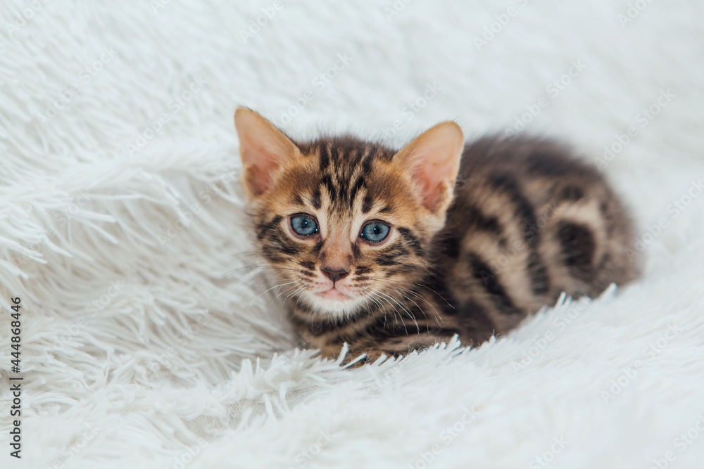 Cute dark grey charcoal long-haired bengal kitten sitting on a furry white blanket.