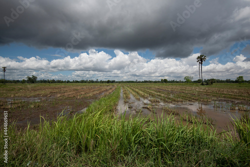 Rice fields filling with water after tropical storm showing higher walkways built to alow farmers to access separated paddy fields when flooded photo