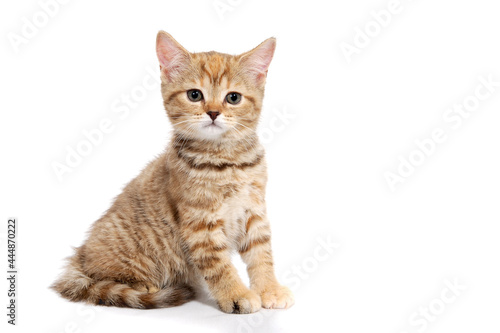 a ginger striped purebred kitten sits on a white background © Евгений Порохин
