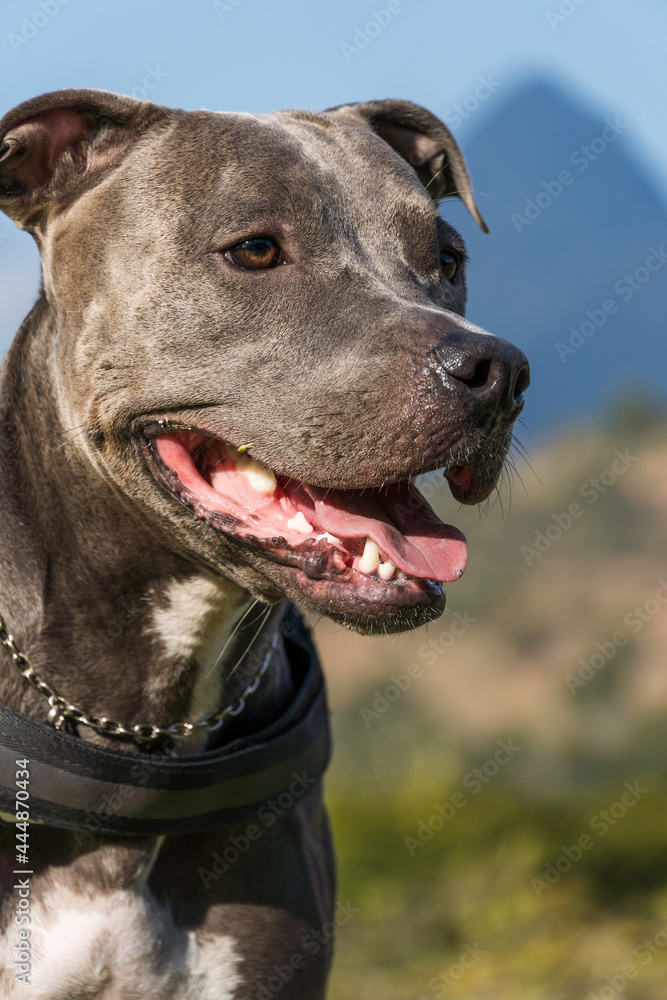 Pit bull dog playing in an open field at sunset. Pitbull blue nose in sunny day with green grass and beautiful view in the background. Selective focus.