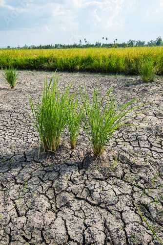 Cracked and dry soil after lack of rain alowing race plants to die due to deforestation and climate change photo