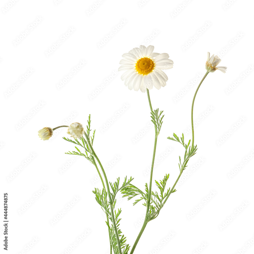 Beautiful chamomile flowers on white background Beautiful chamomile flowers on white background