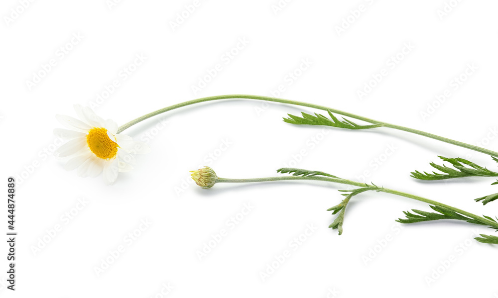 Fototapeta premium Beautiful chamomile flower on white background, closeup