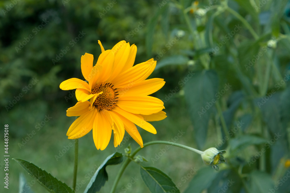 Oxe eye Heliopsis scabra grows in summer garden. Bright yellow flower on blured green background Oxe eye Heliopsis scabra grows in summer garden. Bright yellow flower on blured green background