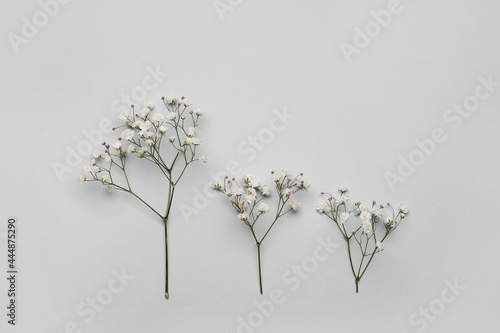 Photos Beautiful gypsophila flowers on light background