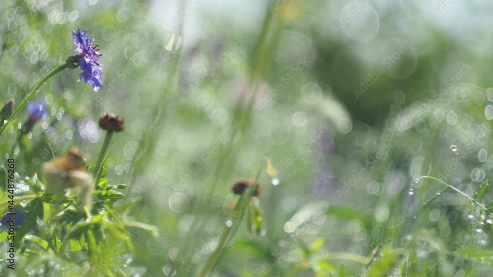 Magic meadow, plants, out of focus. Drops of water from the rain shimmer and sparkle from the sun's rays on meadow flowers and plants. Siberia, Close-up. Panning. Magic meadow, plants, out of focus. Drops of water from the rain shimmer and sparkle from the sun's rays on meadow flowers and plants. Siberia, Close-up. Panning.
