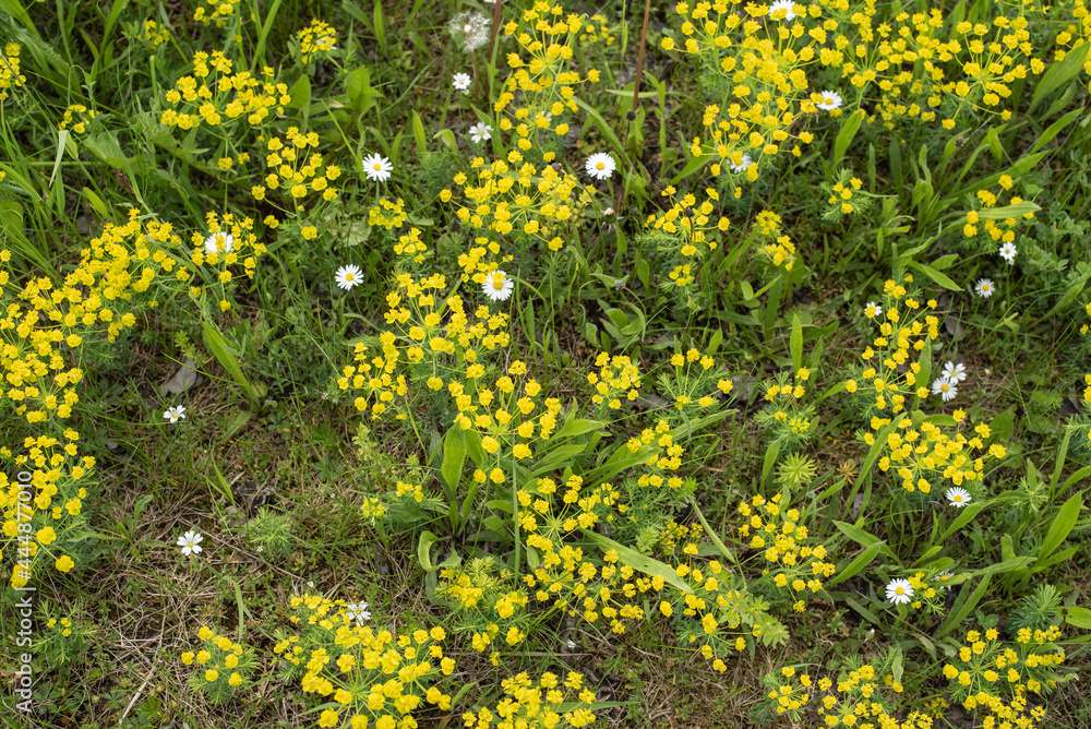 Obraz premium cypress spurges in a dry meadow with daisies