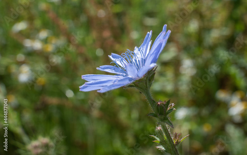 the blue stames of a chicory flower photo
