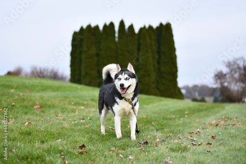 husky dog in the grass © Julissa