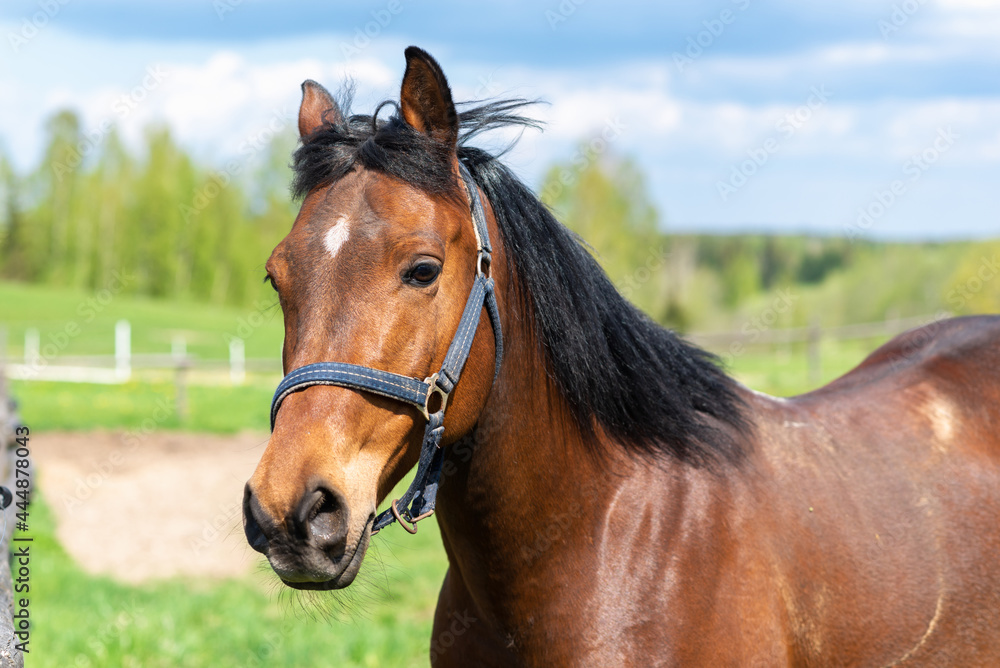 Fototapeta premium Portrait horse, brown closeup horse.Thoroughbred youngster posing on the green meadow summertime.Horse on summer nature.