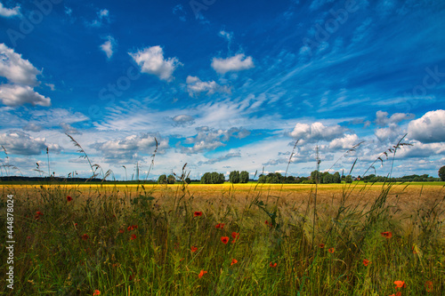 Kornfeld im Rheinland