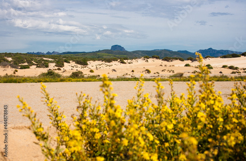 landscape with yellow flowers and sand dunes and mountains on Sardinia island, Italy © Dina