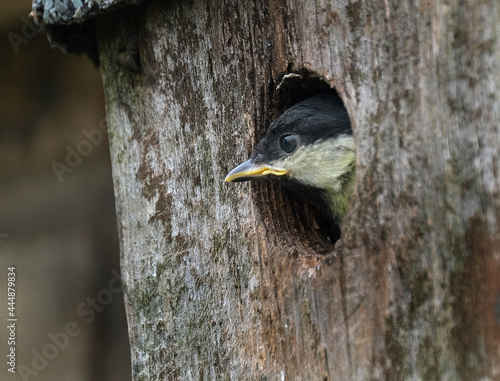 The great tit is a passerine bird in the tit family Paridae. photo