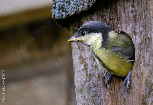 The great tit is a passerine bird in the tit family Paridae. photo