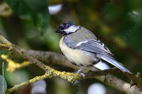 The great tit is a passerine bird in the tit family Paridae. © Paul