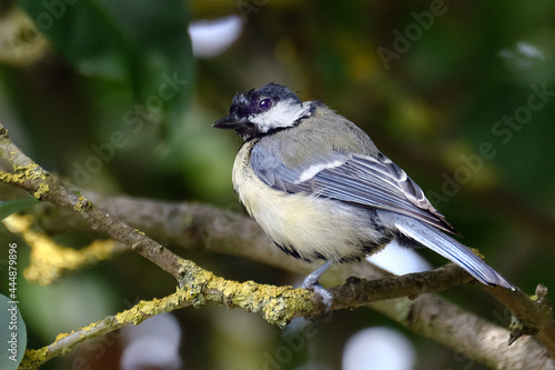 The great tit is a passerine bird in the tit family Paridae.