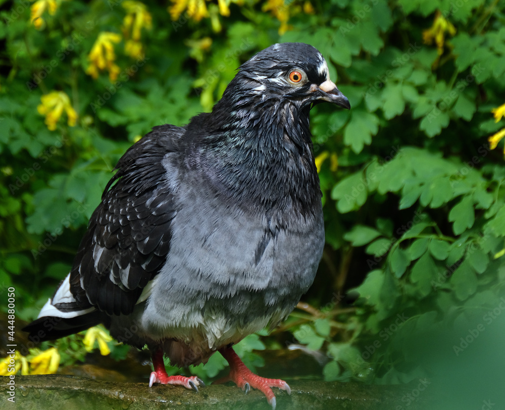 Fototapeta premium Feral pigeons, also called city doves, city pigeons, or street pigeons, are pigeons that are descended from the domestic pigeons that have returned to the wild.