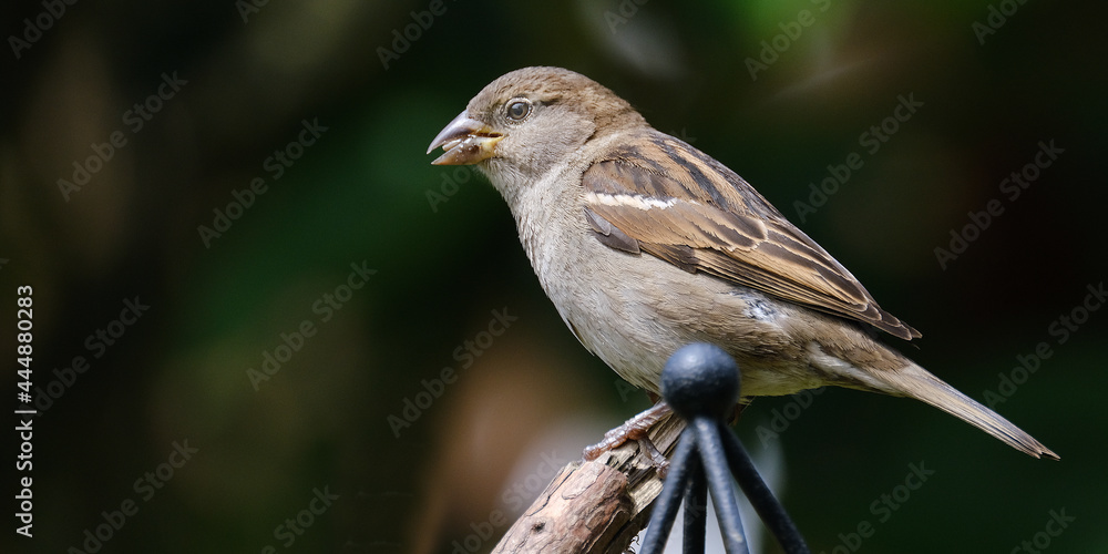 house sparrow is a bird of the sparrow family Passeridae, found in most parts of the world. It is a small bird that has a typical length of 16 cm and a mass of 24–39.5 g house sparrow is a bird of the sparrow family Passeridae, found in most parts of the world. It is a small bird that has a typical length of 16 cm and a mass of 24–39.5 g