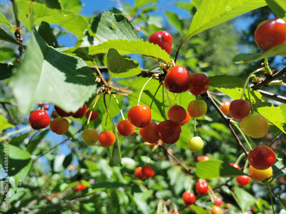 A cherry tree, beginning to sing, growing on a tree, against the background of a cloudless blue sky. A cherry tree, beginning to sing, growing on a tree, against the background of a cloudless blue sky.