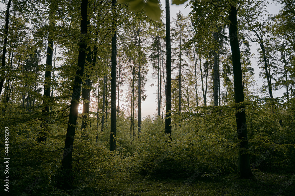 Obraz premium Forest landscape panorama with green trees and bushes. Spring in the woods.