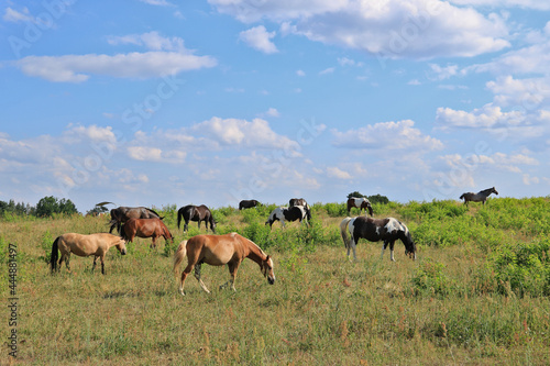 eine Herde Pferde und Maultiere grasen auf einer Weide